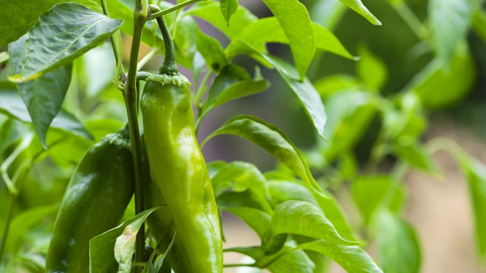 Hanging Plants Indoor | Hanging Basket Chilli Plants: A Guide to Growing and Enjoying
