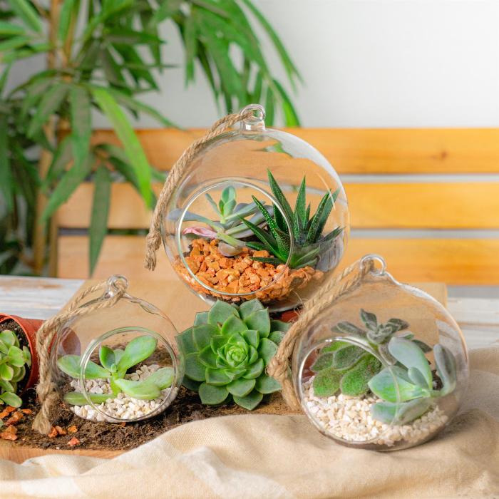 Hanging Plants Indoor | Indoor Hanging Succulents: A Guide to Greenery from Above