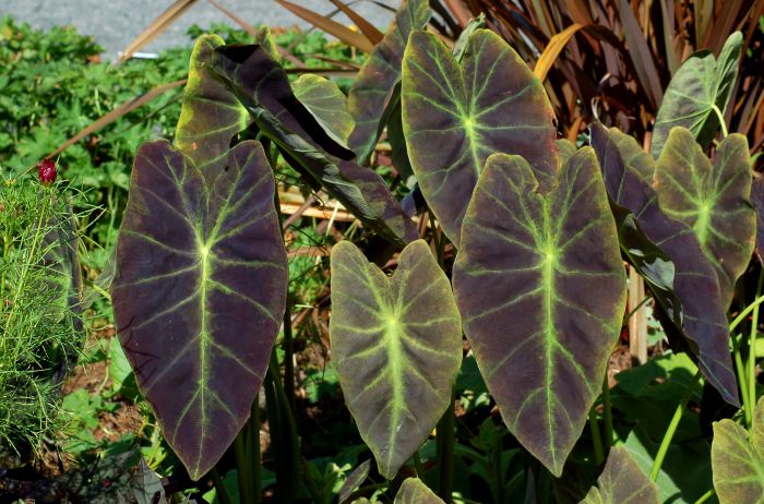 Hanging Plants Indoor | Mastering Elephant Ear Plant Care: A Comprehensive Guide