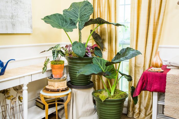 Hanging Plants Indoor | Elephant Plants Care: A Comprehensive Guide for Healthy Growth