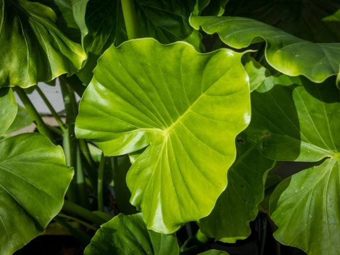 Hanging Plants Indoor | Expert Guide to Caring for Elephant Ears: Ensuring Optimal Growth and Visual Appeal