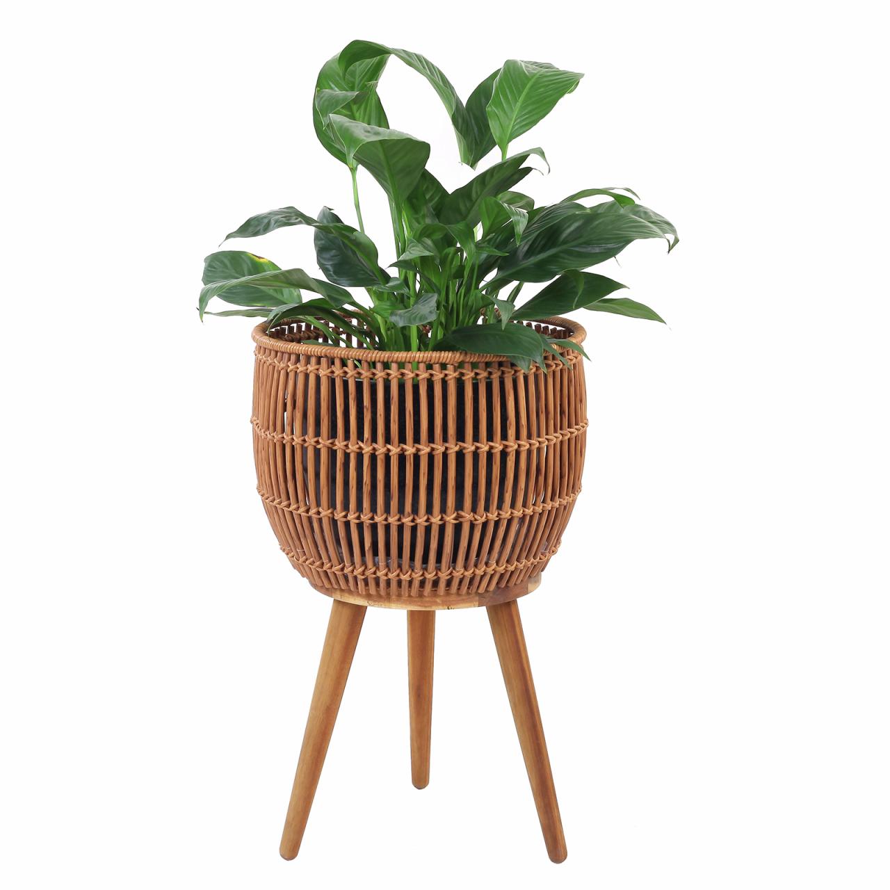 Hanging Plants Indoor | Basket Planter Bunnings: A Guide to Types, Plants, Care, and Design