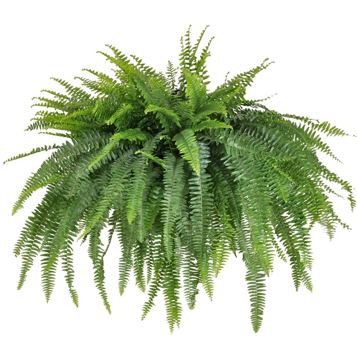 Hanging Plants Indoor | Hanging Fern Bunnings: A Comprehensive Guide to Varieties, Care, and Styling