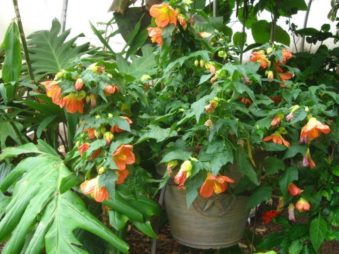 Hanging Plants Indoor | Exotic Trailing Plants: Transform Your Landscapes with Their Enchanting Charm