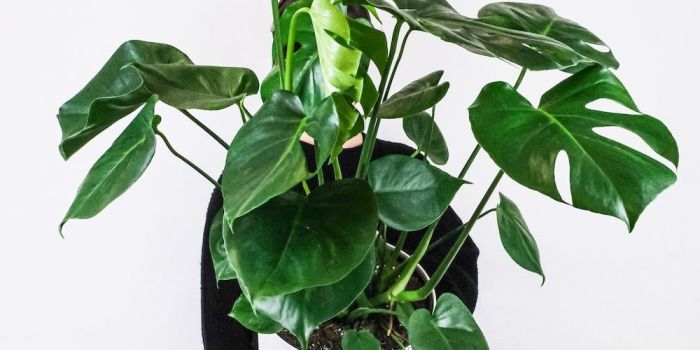 Hanging Plants Indoor | Best Draping Houseplants: Transform Your Home with Lush Greenery