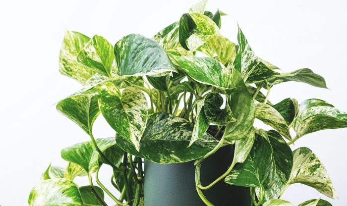 Hanging Plants Indoor | Golden Pothos: An Enduring Indoor Plant with Unparalleled Versatility