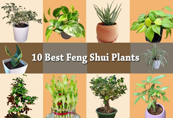 Hanging Plants Indoor | Are Hanging Plants Bad Feng Shui?