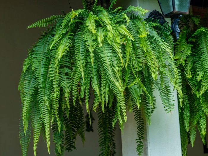 Hanging Plants Indoor | Hanging Ferns: A Comprehensive Guide to Bringing the Outdoors In