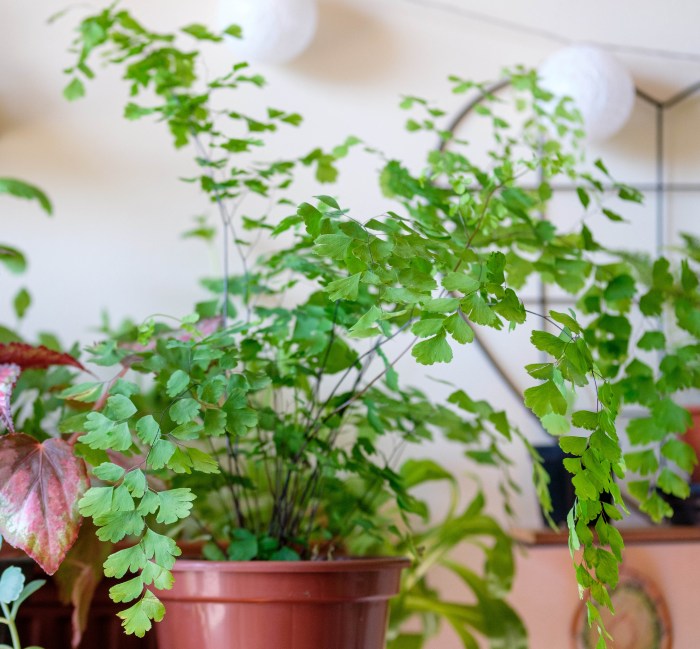 Hanging Plants Indoor | Care for Maidenhair Fern: A Comprehensive Guide to Cultivation and Design