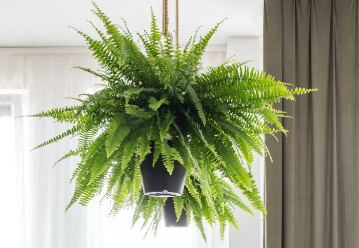 Hanging Plants Indoor | What Hanging Plants Are Safe for Dogs? A Comprehensive Guide for Pet Owners