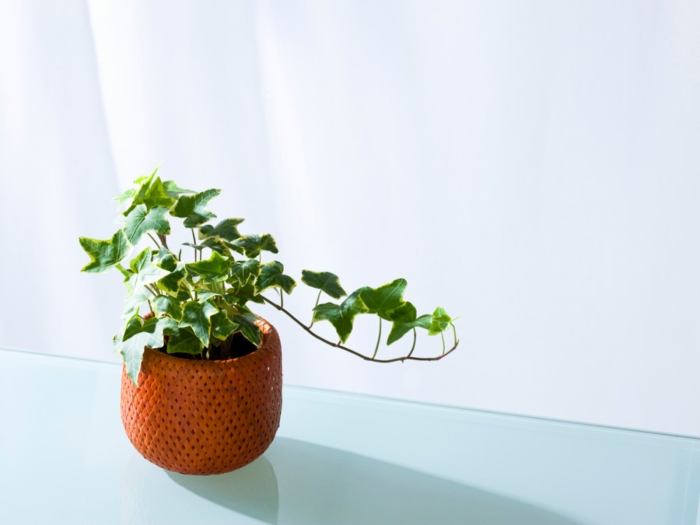 Hanging Plants Indoor | Indoor Ivy Care: A Comprehensive Guide to Keeping Your Plant Thriving
