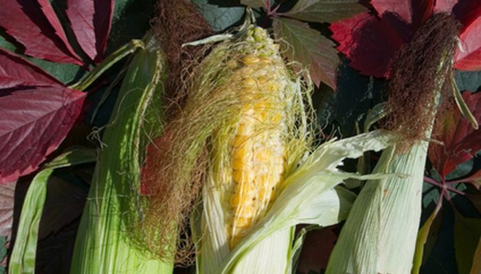 Hanging Plants Indoor | Mastering Corn Cultivation: A Comprehensive Guide to Growing Thriving Corn Plants