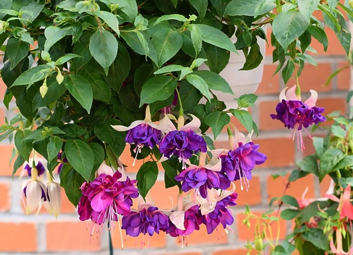Hanging Plants Indoor | 10 Hanging Plants to Enchant Hummingbirds and Butterflies