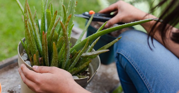 Hanging Plants Indoor | Mastering the Art of Aloe Vera Trimming: A Comprehensive Guide