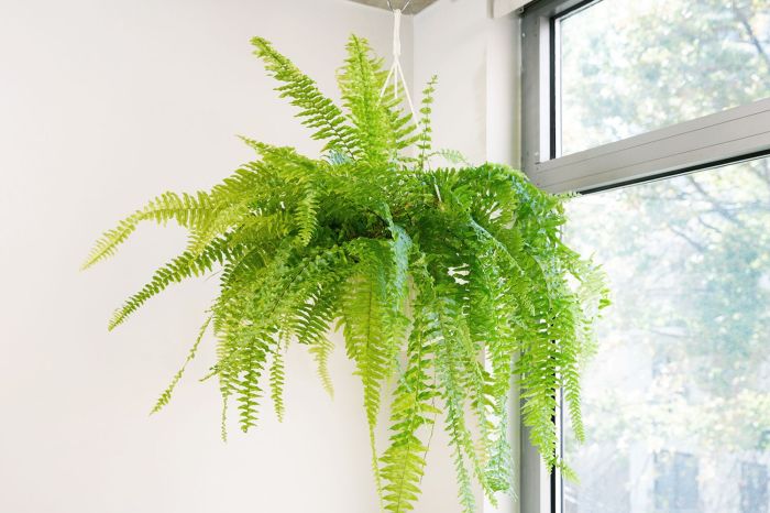 Hanging Plants Indoor | Best Draping Indoor Plants: Elevate Your Space with Cascading Greenery