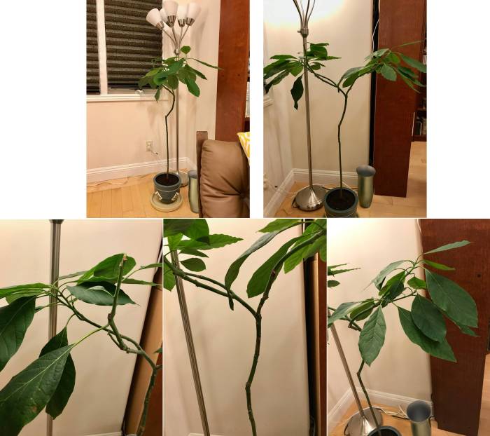 Hanging Plants Indoor | How to Trim Avocado Plant: A Comprehensive Guide