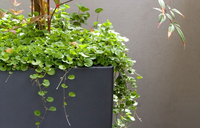 Hanging Plants Indoor | Cascading Plants for Indoor Low Light: Enhancing Spaces with Verdant Beauty