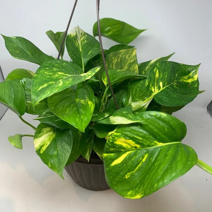 Hanging Plants Indoor | Golden Pothos Hanging Plant Care: A Guide to Thriving Vines