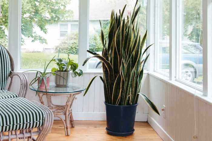 Hanging Plants Indoor | Are Hanging Plants Bad Feng Shui?