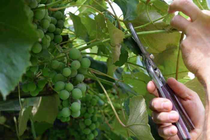 Hanging Plants Indoor | How to Trim Grape Plants: A Comprehensive Guide for Beginners
