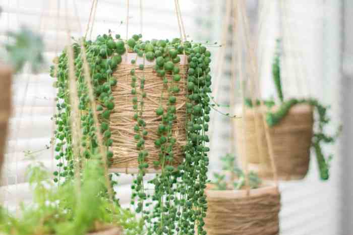 Hanging Plants Indoor | Best Indoor Hanging Succulents: A Guide to Greenery and Style