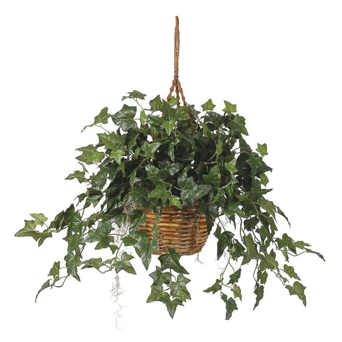 Hanging Plants Indoor | English Ivy: An Indoor Hanging Plant for Beauty and Air Purification