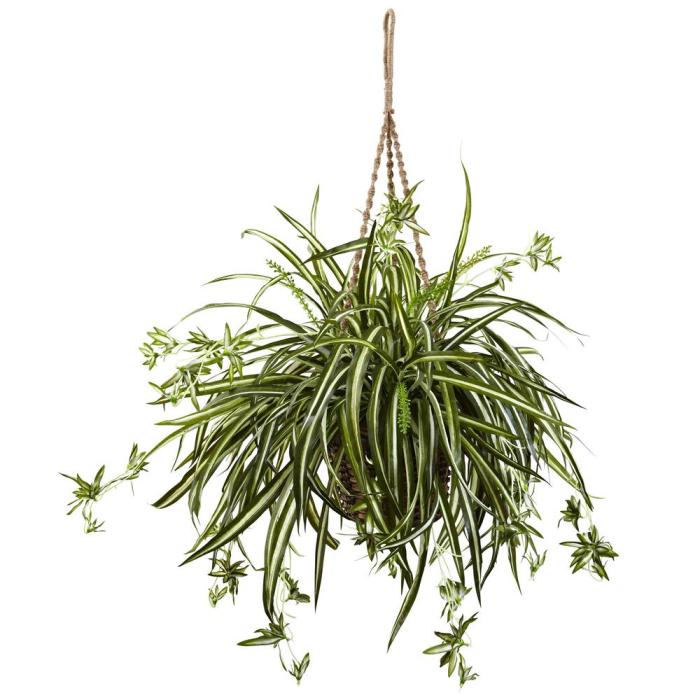 Hanging Plants Indoor | Hanging Plants at Home Depot: A Guide to Choosing, Caring, and Displaying