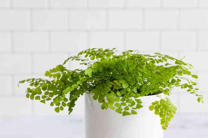 Hanging Plants Indoor | Mastering Maidenhair Fern Care: A Guide to Thriving Fronds