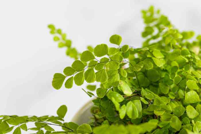Hanging Plants Indoor | Mastering Maidenhair Fern Care: A Guide to Thriving Fronds