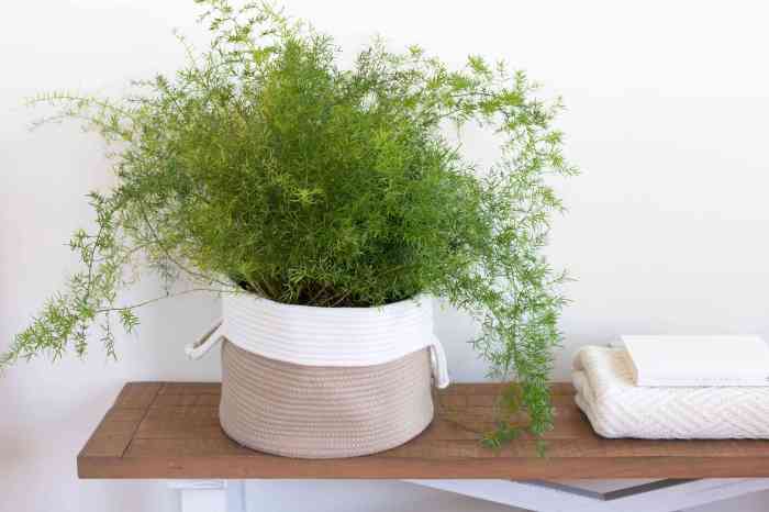 Hanging Plants Indoor | Best Indoor Hanging Plants for Clean Air: Purify Your Home Naturally