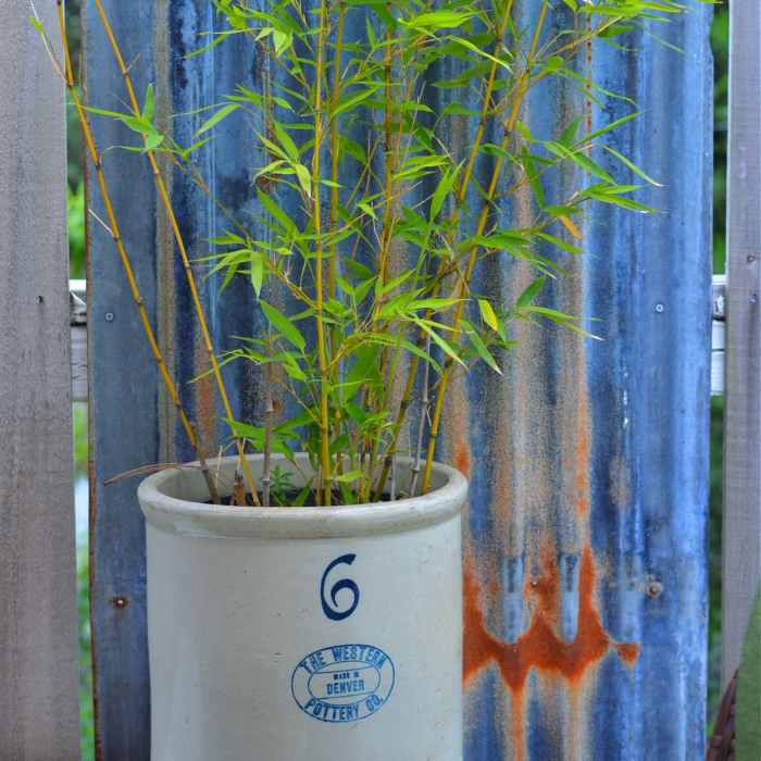 Hanging Plants Indoor | Bamboo in Pots from Bunnings: A Comprehensive Guide to Growing and Styling