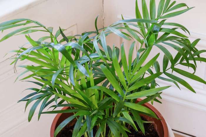 Hanging Plants Indoor | Parlor Palm Tree Care: A Comprehensive Guide to Maintaining Lush, Healthy Plants