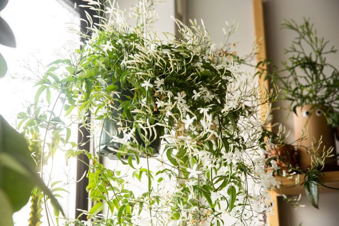 Hanging Plants Indoor | Hanging Jasmine Plants Indoors: A Comprehensive Guide