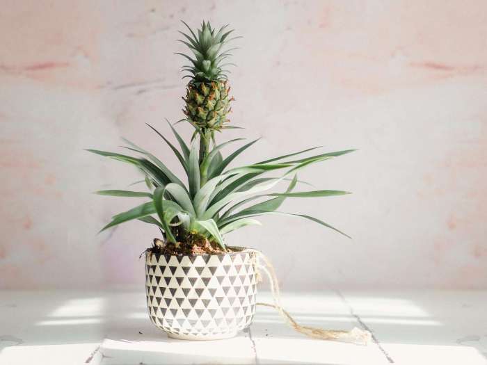 Hanging Plants Indoor | Pineapple Bush Care: A Comprehensive Guide to Growing and Enjoying This Tropical Delight