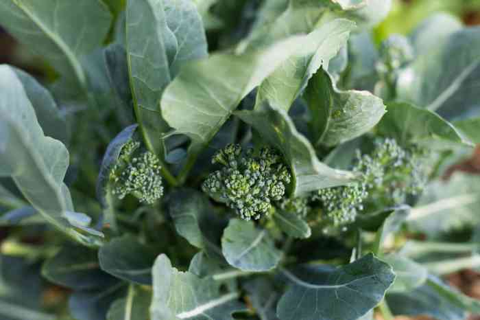 Hanging Plants Indoor | How to Trim Broccoli Plants: A Comprehensive Guide to Harvesting and Maintenance