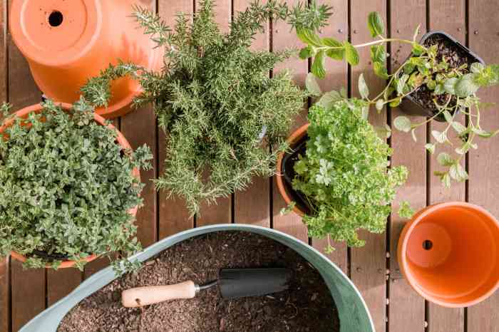 Hanging Plants Indoor | Bunnings Herbs in Pots: A Guide to Growing Culinary and Decorative Herbs