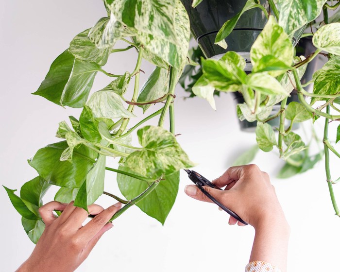 Hanging Plants Indoor | Trim Your Pothos Plant: A Guide to Healthy Growth and Aesthetics