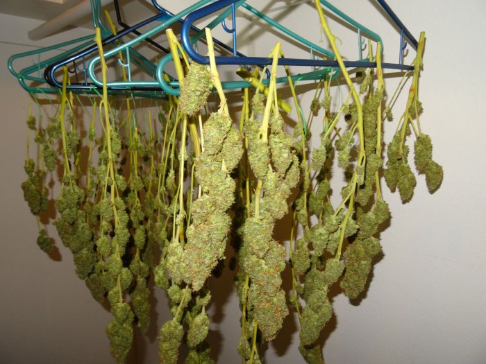 Hanging Plants Indoor | Hang Plants to Dry: Techniques, Tips, and Benefits