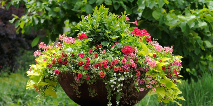 Hanging Plants Indoor | Hanging Basket Trailing Plants: A Guide to Creating Eye-Catching Displays