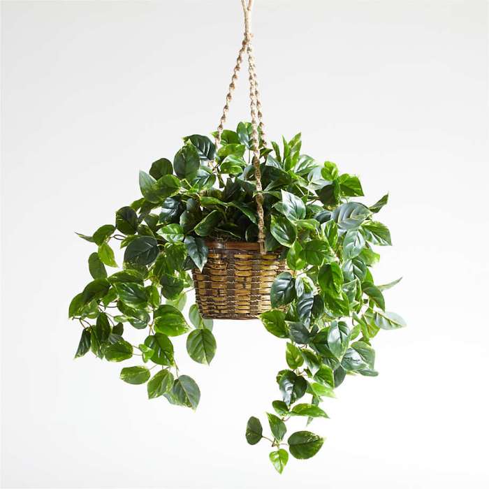 Hanging Plants Indoor | Best Pots for Hanging Pothos: A Comprehensive Guide to Choosing the Perfect Vessel