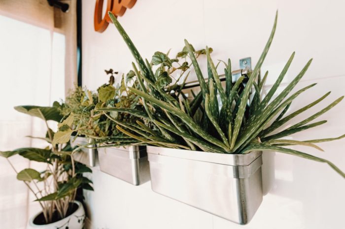 Hanging Plants Indoor | Hanging Plants for Small Spaces: Elevate Your Living Quarters