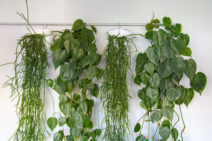 Hanging Plants Indoor | Small Trailing Plants: A Guide to Species, Care, and Design