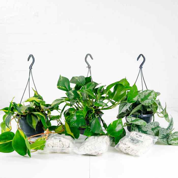 Hanging Plants Indoor | 10 Hanging Plants That Add Height and Greenery to Your Home