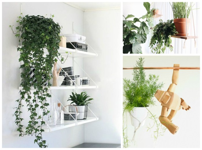 Hanging Plants Indoor | 10 Hanging Plants to Elevate Your Rental Apartment