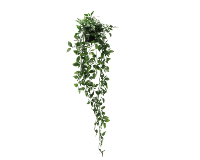 Hanging Plants Indoor | 10 Hanging Plants PNG: A Comprehensive Guide for Plant Enthusiasts