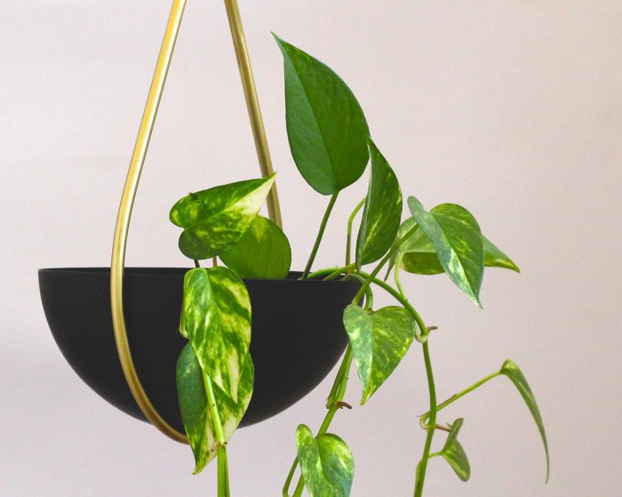 Hanging Plants Indoor | 10 Hanging Plants from Home Depot to Elevate Your Space