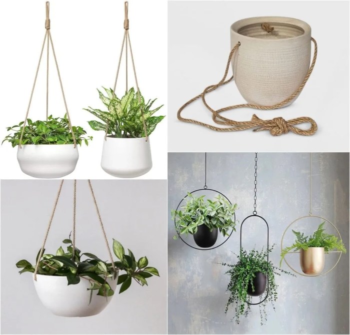 Hanging Plants Indoor | Pet-Friendly Hanging Plants: A Guide to Enhancing Your Home and Pet's Well-being