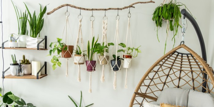 Hanging Plants Indoor | Hanging Plants Without Drilling: A Guide to Effortless Vertical Greenery