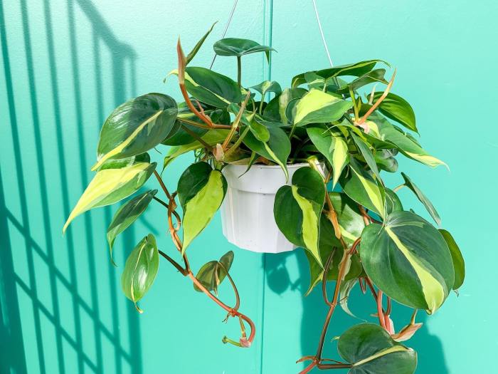 Hanging Plants Indoor | 10 Hanging Plants That Will Transform Your Melbourne Abode