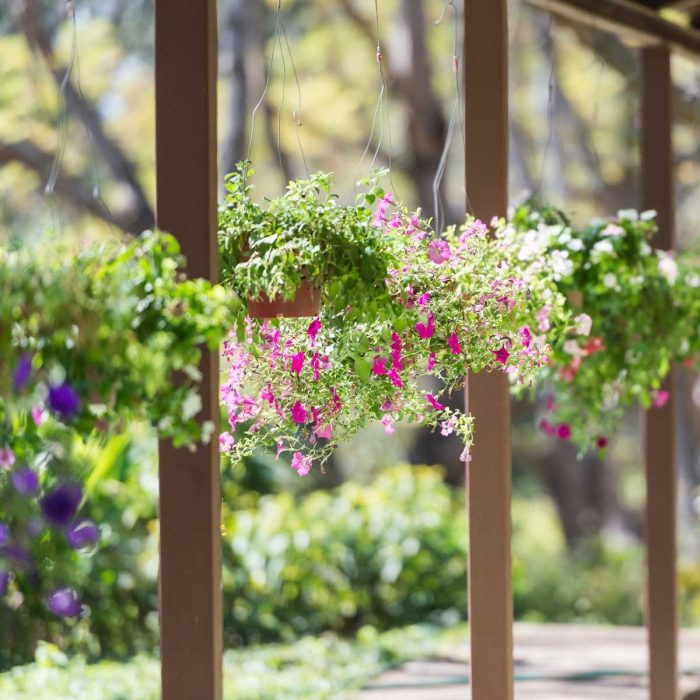 Hanging Plants Indoor | 10 Enchanting Hanging Plants That Thrive in Outdoor Sun